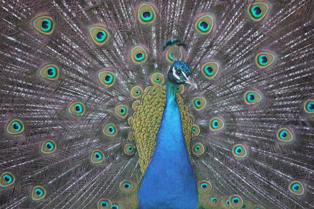 Was bedeutet es, extrovertiert zu sein? Das allgemeine Bild von offenen Persönlichkeiten